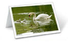 Vancouver Custom Greeting Cards